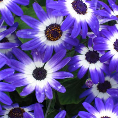 Pericallis SENETTI® Blue Bicolor IMP