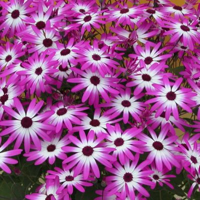 Pericallis SENETTI® Magenta Bicolor