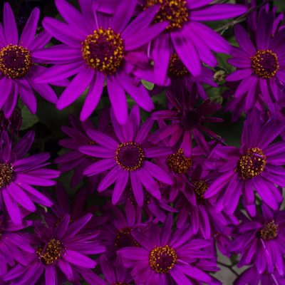Pericallis SENETTI® Magenta
