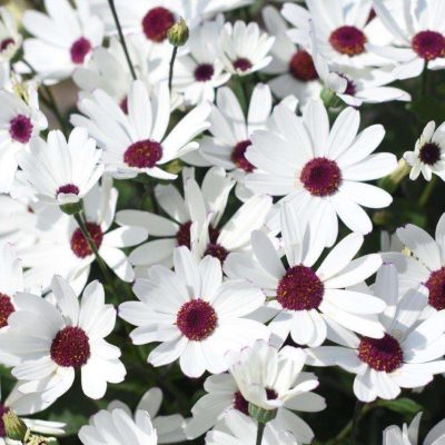Pericallis SENETTI® White Red Heart