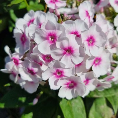 Phlox paniculata Bambini® Bullseye