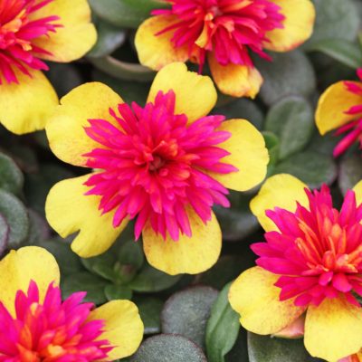 Portulaca oleracea 'SeaGlass Double Guava'