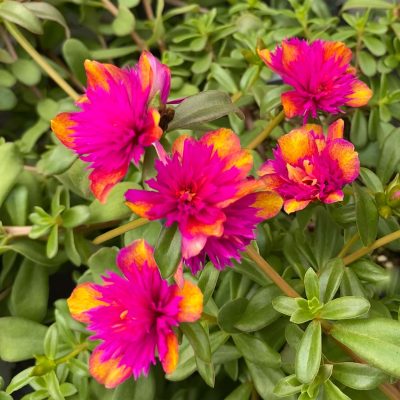Portulaca oleracea 'SeaGlass Double Dragonfruit'