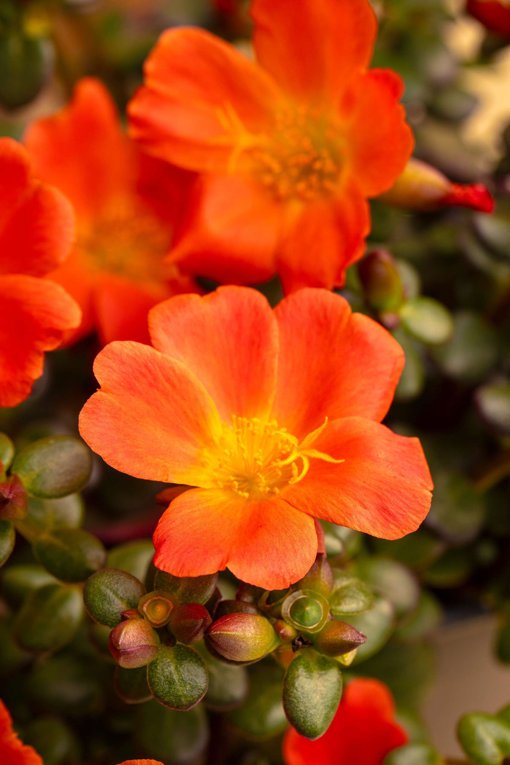 Portulaca oleracea 'SeaGlass Tangerine Imp'