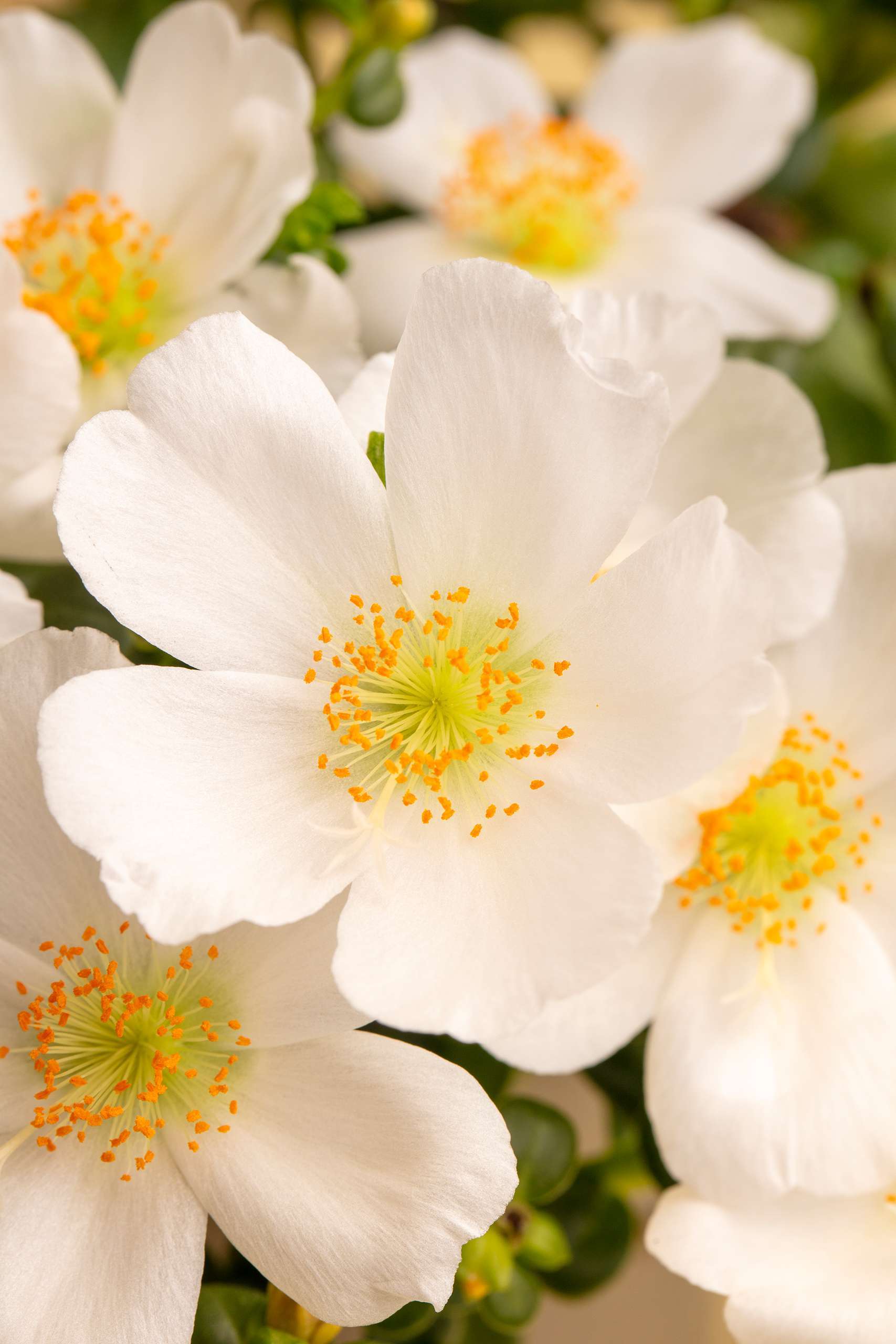 Portulaca oleracea 'SeaGlass White Imp'