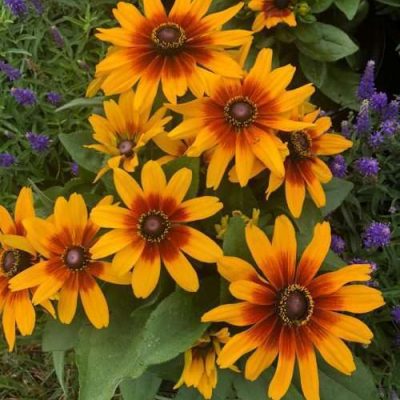 Rudbeckia hirta x hybrid MiniBeckia™ 'Flame'
