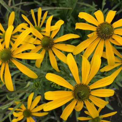 Rudbeckia Green Eyed Lady PP#36,640