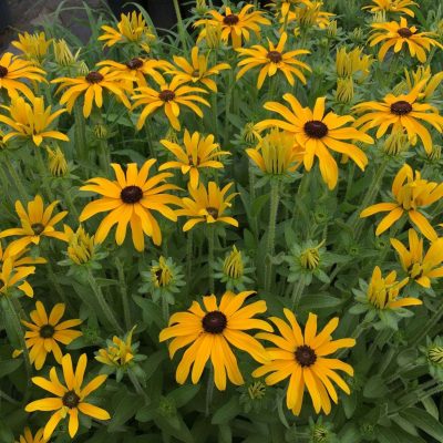 Rudbeckia hybrid 'Glitters Like Gold' PP#30,933