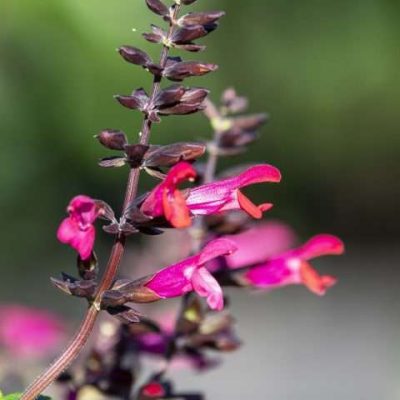 Salvia BODACIOUS® 'Jammin Jazz'