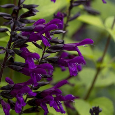 Salvia BODACIOUS® 'Smokey Jazz'