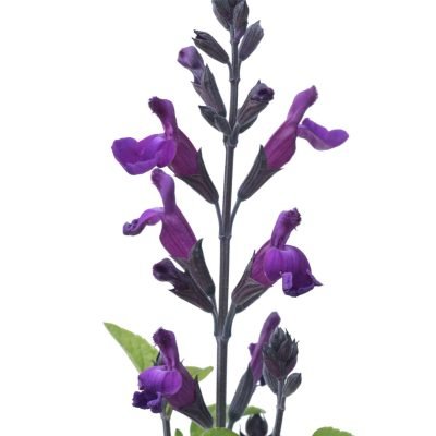 Salvia VIBE® ‘Ignition Purple’