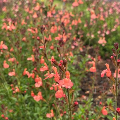 Salvia VIBE® ‘Ignition Orange'