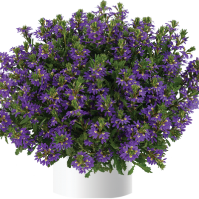 Scaevola aemula Purple Haze