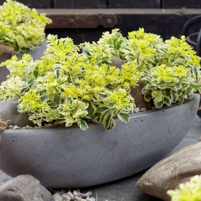 Sedum Atlantis™ (PP27,454)