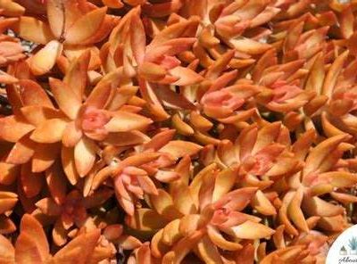 Sedum nussbaumerianum