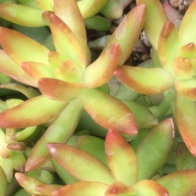 Sedum nussbaumerianum Variegated