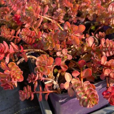 Sedum spurium 'Rock Candy' PPAF