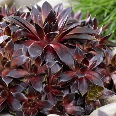 Sempervivum Colorockz™ Coconut Crystal