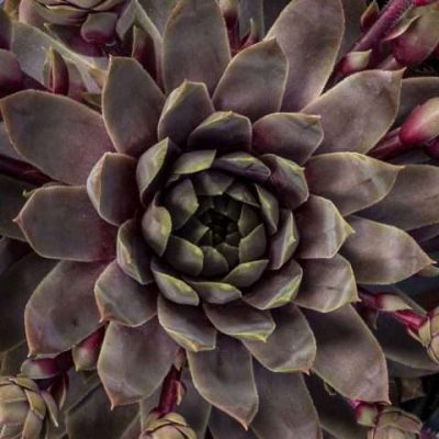Sempervivum Lavender Ice