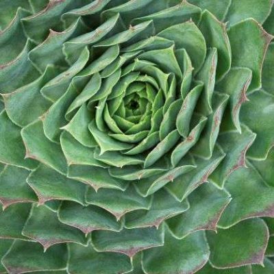 Sempervivum SUPERSEMPS® Emerald