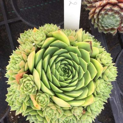 Sempervivum Colorockz™ Ruby Lime