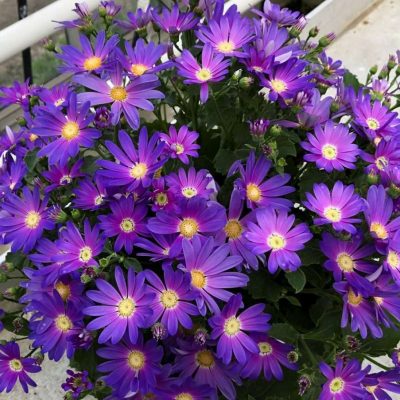 Pericallis SENETTI® Lavender Dawn