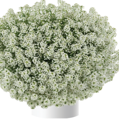 Lobularia Silver Stream