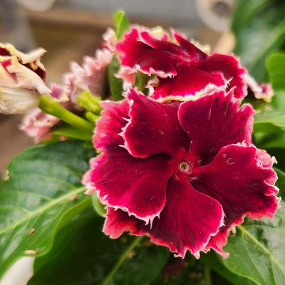 Vinca SOIREE® FLAMENCO Salsa Red