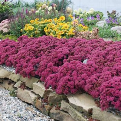 Sedum SunSparkler® Dazzleberry (PPAF)