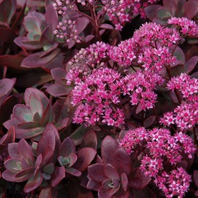 Sedum SunSparkler® Firecracker