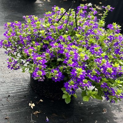 Scaevola Surdiva® Blue Violet Imp
