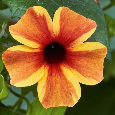 Thunbergia alata Sunny Susy® Amber Stripes