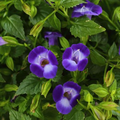 Torenia SUMMER WAVE® Bouquet Deep Blue