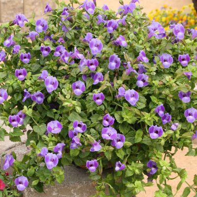 Torenia SUMMER WAVE® Trailing Large Blue