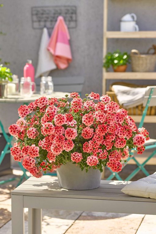 Verbena Estrella™ Lobsterfest™ | Quality Cuttings