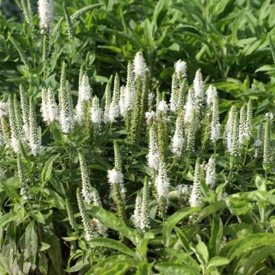 Veronica White Price