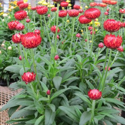 Bracteantha (Xerochrysum) GRANVIA Crimson Sun