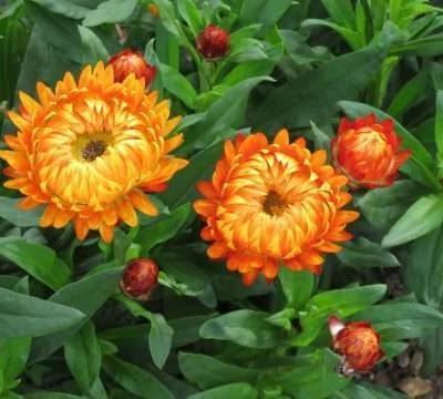 Bracteantha (Xerochrysum) GRANVIA Harvest Orange