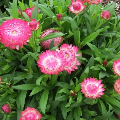 Bracteantha (Xerochrysum) GRANVIA Pink