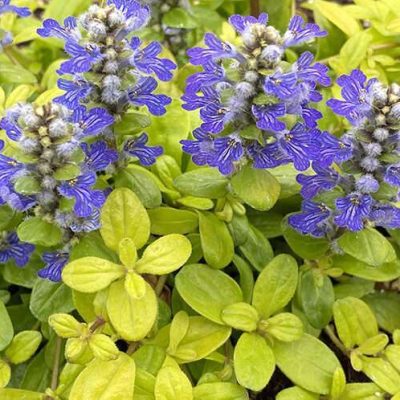 Ajuga Feathered Friends®'Cordial Canary' ppaf