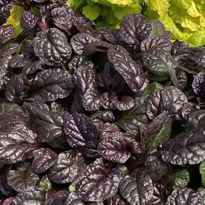 Ajuga Feathered Friends®'Fierce Falcon' ppaf