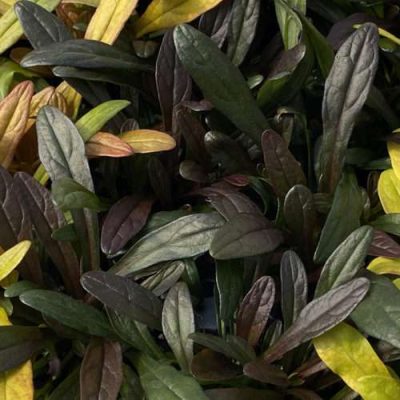 Ajuga Feathered Friends®'Noble Nightingale' ppaf