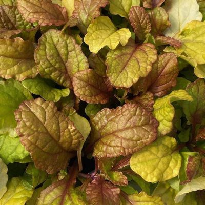 Ajuga Feathered Friends®'Parrot Paradise' ppaf