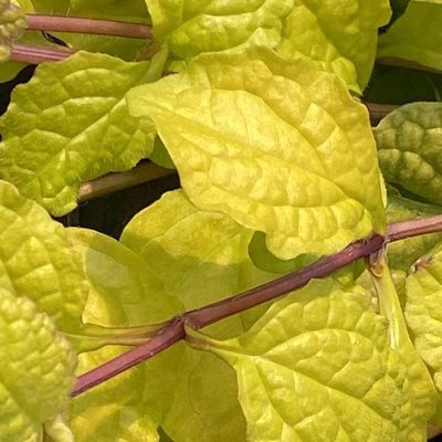 Ajuga Feathered Friends®'Tropical Toucan' ppaf