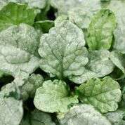 Ajuga Princess Elsa (ASA-AJ1)