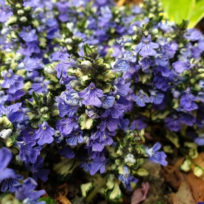 Ajuga Princess Leia