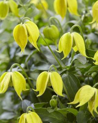 Clematis tangutica Little Lemons (‘Zo14100’) PP32,355