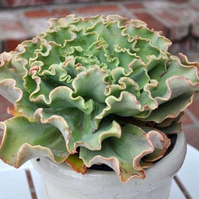 Echeveria Gibbiflora Coral Reef® Aqua
