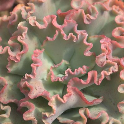 Echeveria Gibbiflora Coral Reef® Pink