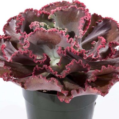 Echeveria Gibbiflora Coral Reef® Red